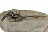 Spiny Trident Walliserops Trilobite - Foum Zguid, Morocco #354576-3